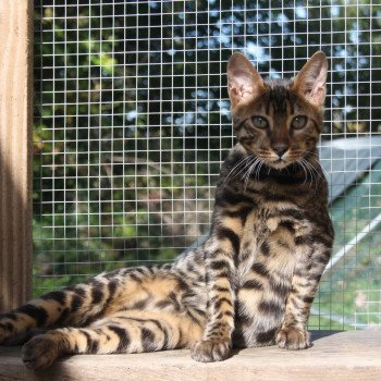 chaton Bengal brown spotted tabby Silvano chatterie Silmalinor