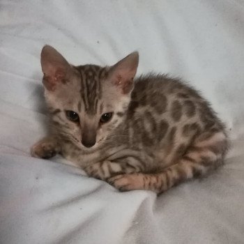 chaton Bengal silver spotted tabby Sukellos chatterie Silmalinor