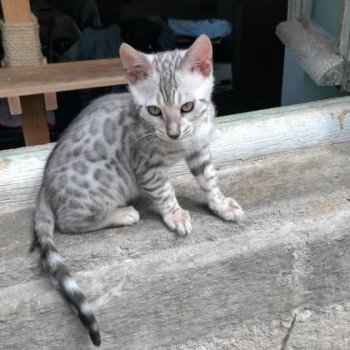chaton Bengal silver spotted tabby Sukellos chatterie Silmalinor